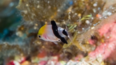 ヒレグロベラ幼魚