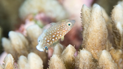 ホシススキベラ幼魚