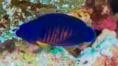 ルリヤッコ幼魚