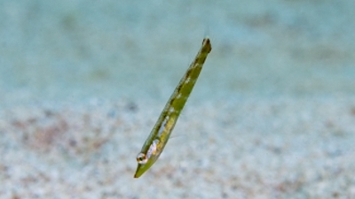 カマスベラ幼魚