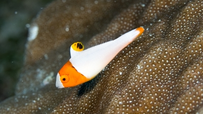 イロブダイ幼魚