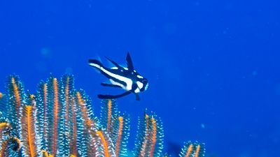 ホホスジタルミ幼魚