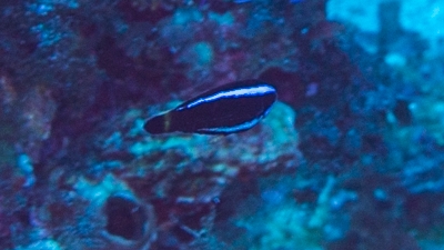 ブダイベラ幼魚