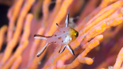 ヒオドシベラ幼魚 (2)