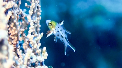 ヒオドシベラ幼魚