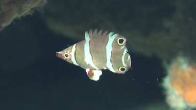 ハシナガベラ幼魚