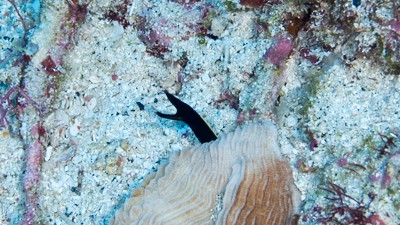 ハナヒゲウツボ幼魚