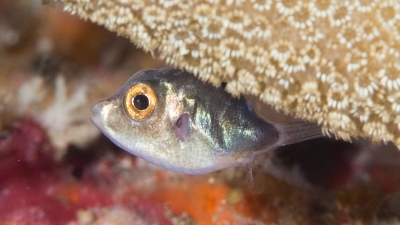 シマキンチャクフグ幼魚