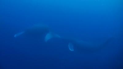 沖永良部島でダイビング中ザトウクジラに遭遇