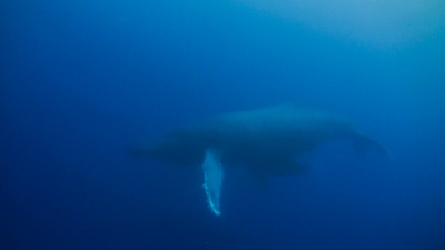 沖永良部島でダイビング中クジラに遭遇