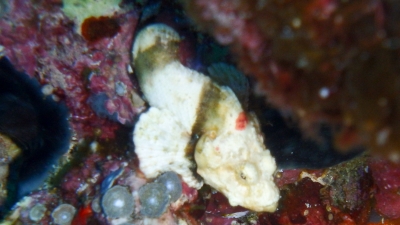 セムシカサゴ幼魚
