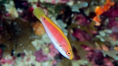 ゴシキイトヒキベラ幼魚
