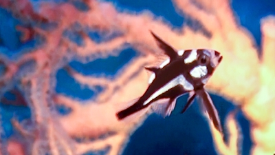 ホホスジタルミ幼魚