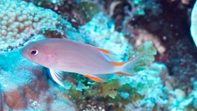 タテスジハタ幼魚