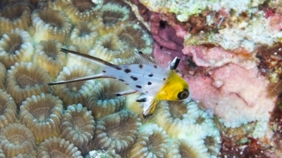 ヒオドシエベラ幼魚