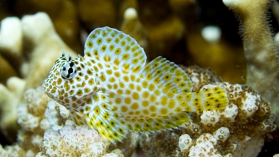 セダカギンポ幼魚