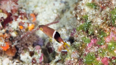 タキベラ幼魚