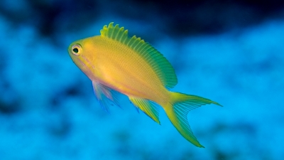 スミレナガハナダイ幼魚