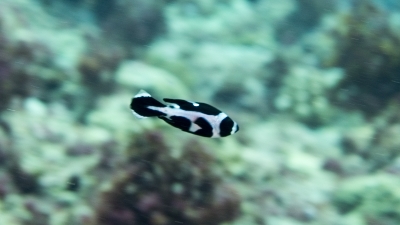 マダラタルミ幼魚