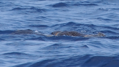 アオウミガメの交尾
