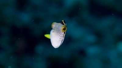 ノコギリハギ幼魚