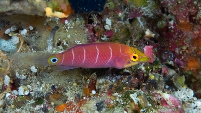 ヨコシマニセモチノウオ幼魚