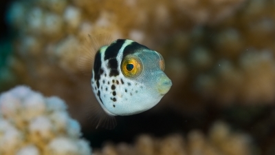 ノコギリハギ幼魚