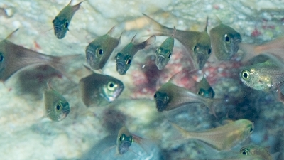 ハタンポ幼魚