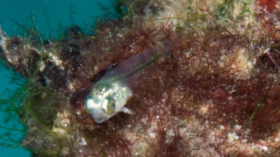 ハタタテギンポ幼魚
