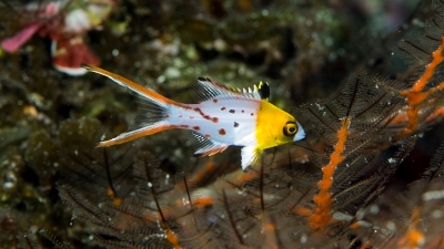 ヒオドシエベラ幼魚