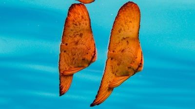 ナンヨウツバメウオ幼魚